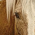 Wickenburg's Palomino Gold