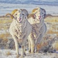 Double the Ram Power