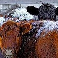 Peek a Boo Heifers