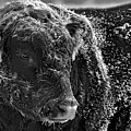 Snow Covered Ice Bull